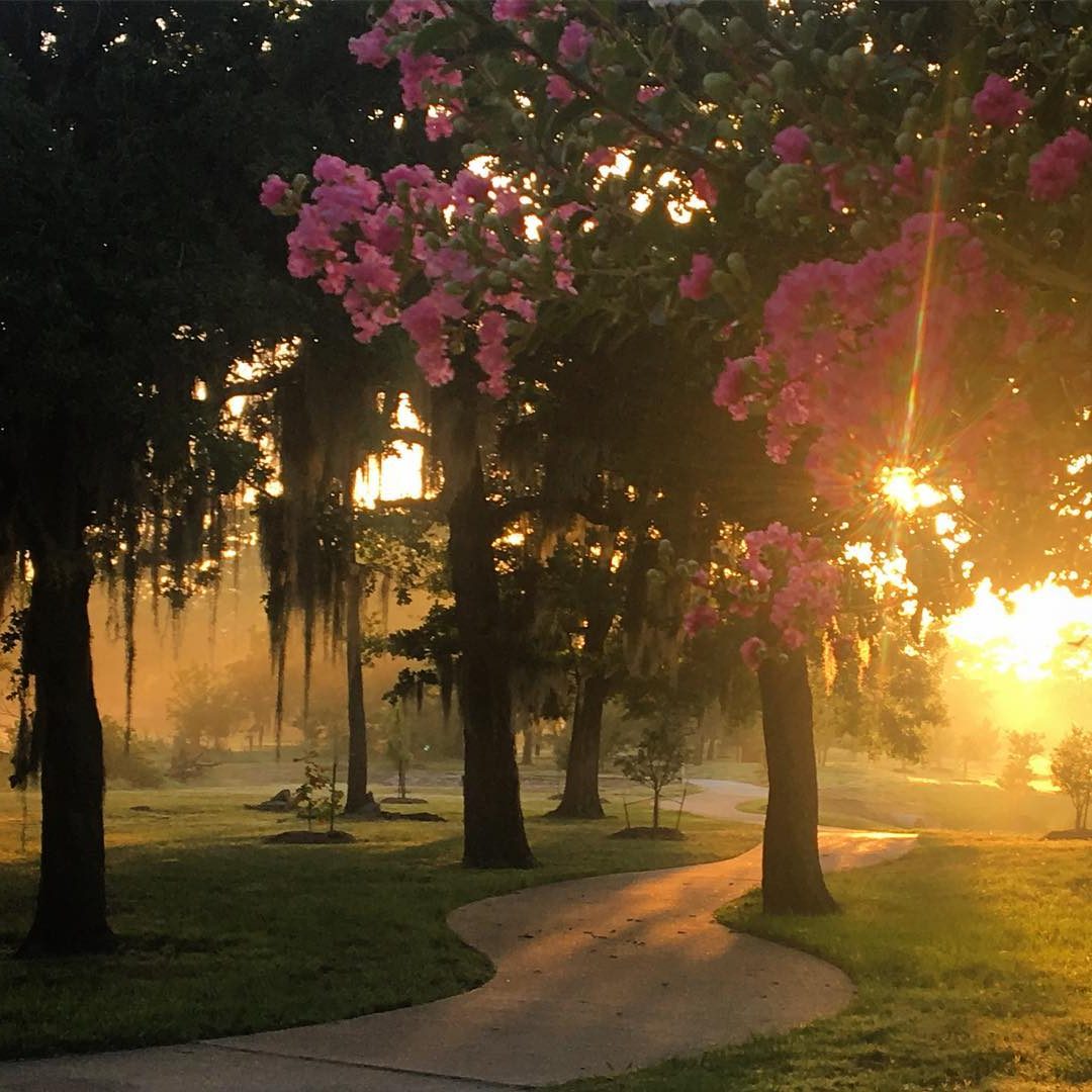 The Story of Champion Forest - Champion Forest Homeowner's Association