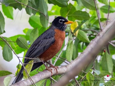American Robin