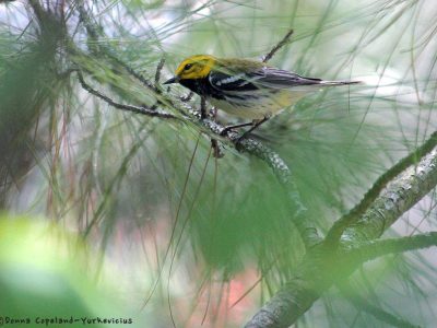 Black Throated Green Warbler