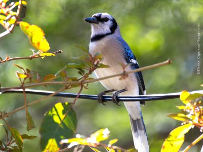 Blue Jay 1