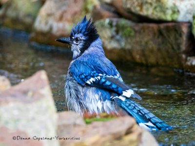 Blue Jay