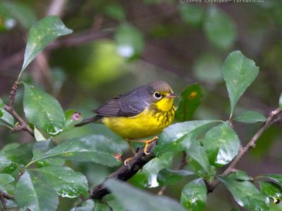 Canada warbler By Donna Yurk