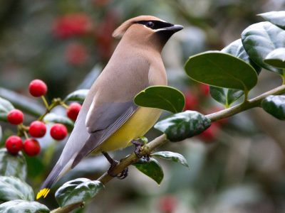 Cedar Waxwing