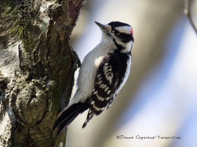 Downy woodpecker