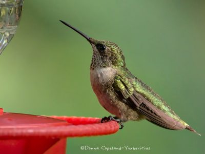 Female Ruby throated hummingbird