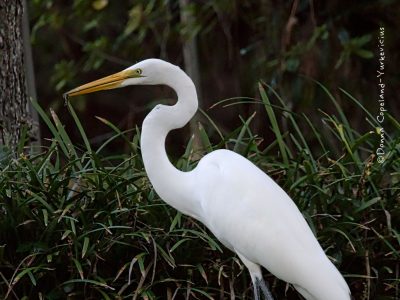 Great white egret