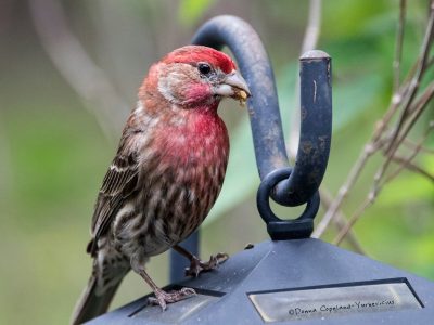 House Finch