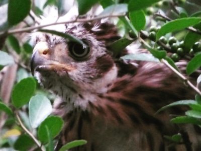 Hawks of Champion Forest by MMM