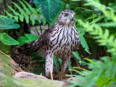 Juvenile Coopers Hawk 1