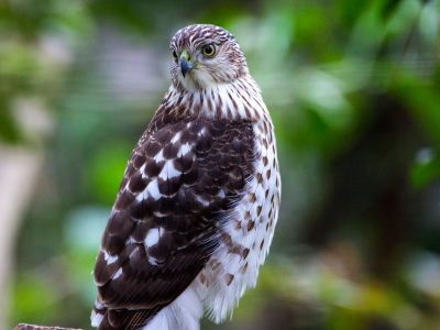 Juvenile Coopers Hawk 2
