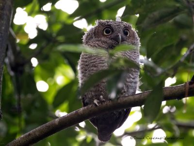 Juvenile Screech Owl by Donna Yurk