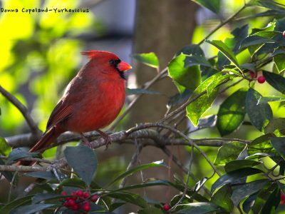 Male Cardinal