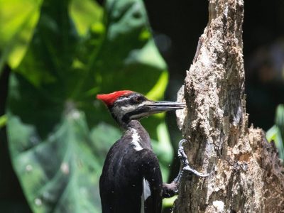 Pileated woodpecker
