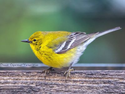 Pine Warbler