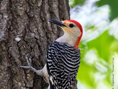 Red Bellied woodpecker