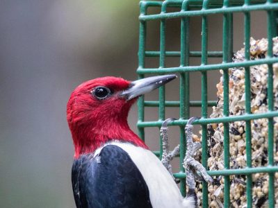 Red Headed woodpecker