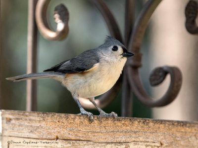 Tufted titmouse