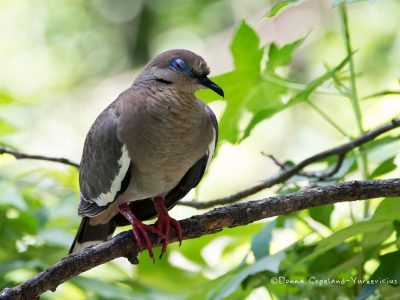 White Wing Dove