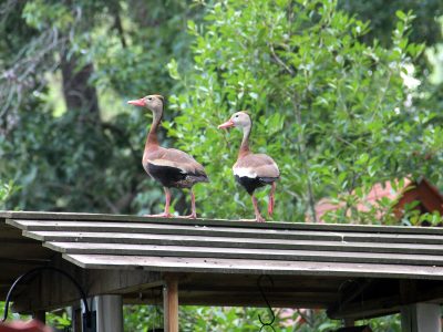 black bellied whistling ducks
