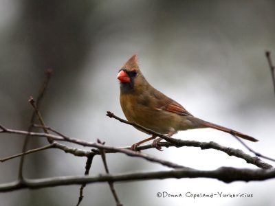 Female Cardinal by Donna Yurk