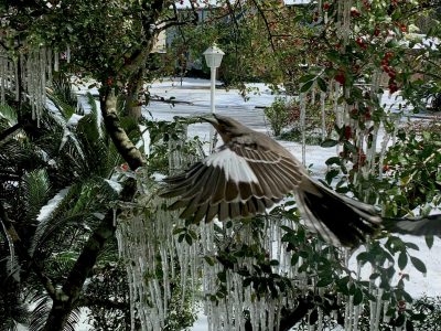2021 Feb Mockingbird