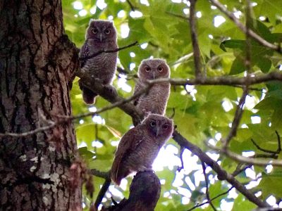 Three Owls Posing copy