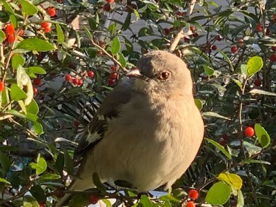 Texas Mockingbird by Mary Matthews