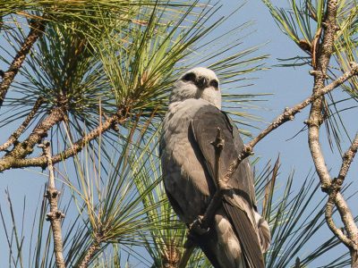 2026 Mississippi Kite by Robyn Ray 3