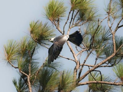 2026 Mississippi Kite by Robyn Ray 5
