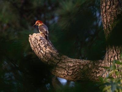 2026-Red-bellied Woodpecker by Robyn Ray